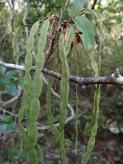 Arthroclianthus