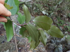 Arthroclianthus
