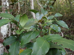 Arthroclianthus
