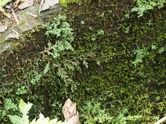 Selaginella repanda
