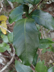 Arthroclianthus
