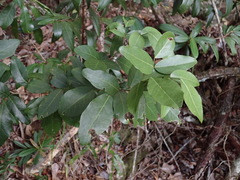 Arthroclianthus