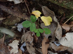 Arthroclianthus