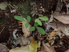Arthroclianthus
