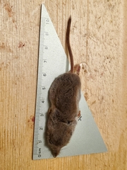 Sorex monticola
