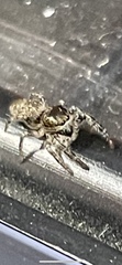 Eris militaris