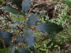 Arthroclianthus