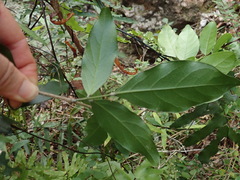 Arthroclianthus