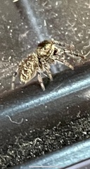 Eris militaris