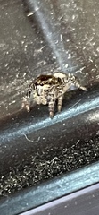 Eris militaris