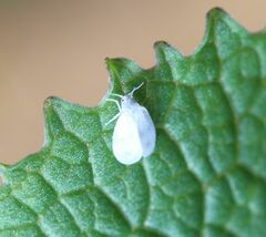 Aleyrodes proletella
