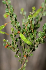 Acacia glandulicarpa