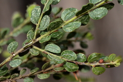 Acacia glandulicarpa
