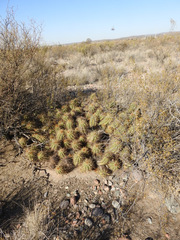Trichocereus candicans