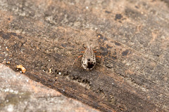 Tuberolachnus salignus