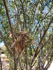 Auriparus flaviceps