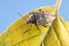 Podisus serieventris