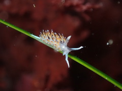 Apata pricei