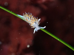 Apata pricei