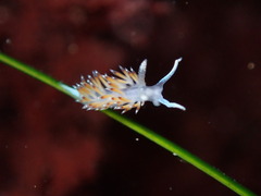 Apata pricei