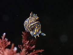 Polycera atra