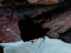 Ancistroides nigrita