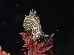Polycera atra