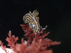 Polycera atra