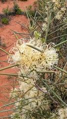 Hakea leucoptera