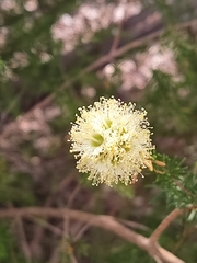 Kunzea glabrescens