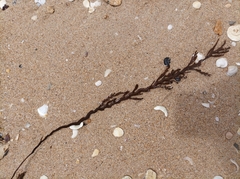 Platythalia angustifolia