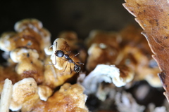 Aphaenogaster picea