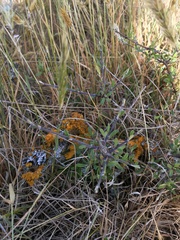 Olearia adenocarpa