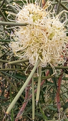 Hakea leucoptera