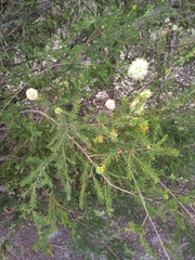 Kunzea glabrescens