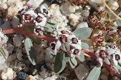 Euphorbia pediculifera