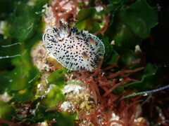 Acanthodoris rhodoceras