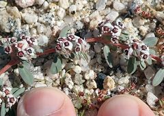 Euphorbia pediculifera