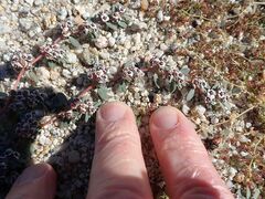 Euphorbia pediculifera