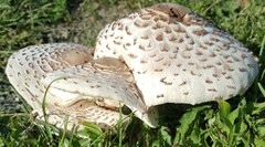 Leucoagaricus americanus