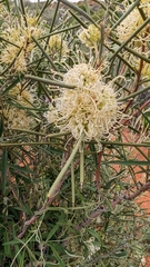 Hakea leucoptera
