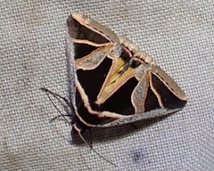 Xenogenes gloriosa