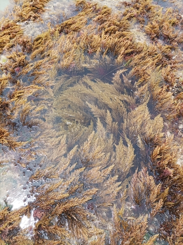 Sargassum linearifolium observed 2022-11-13