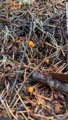 Mycena strobilinoidea