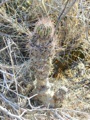 Echinopsis leucantha