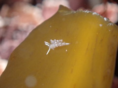 Apata pricei