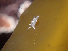Apata pricei