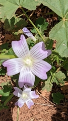 Malva weinmanniana