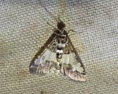 Nacoleia
