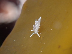 Apata pricei